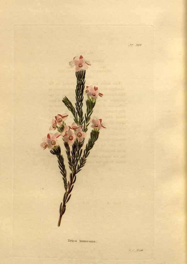 Reproducción/Reproduction 48637012998: The botanical cabinet. London :John & Arthur Arch ...,1817-1833.. 