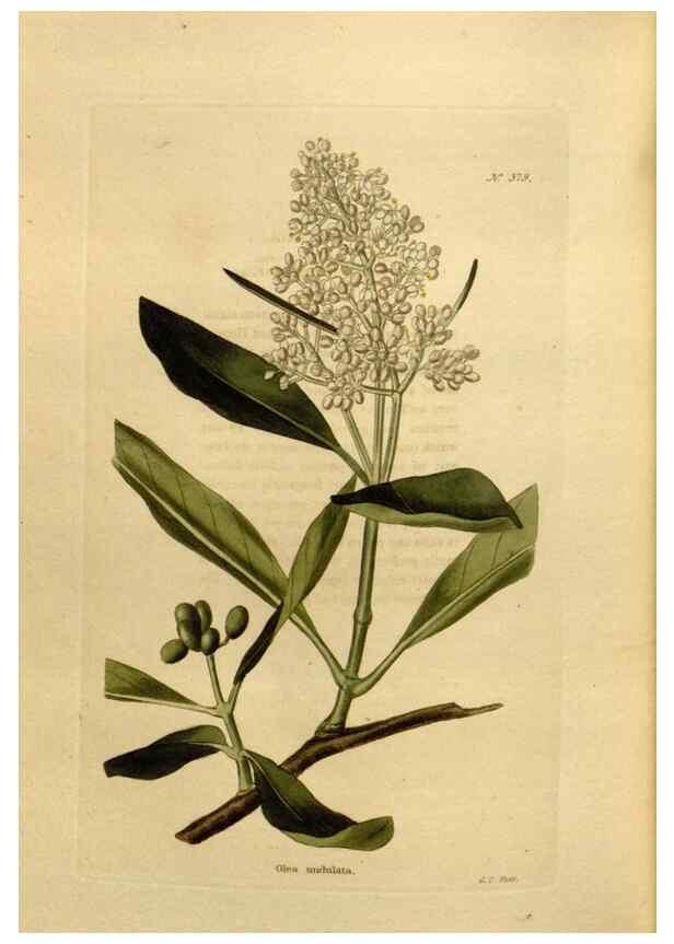 Reproducción/Reproduction 48637361101: The botanical cabinet. London :John & Arthur Arch ...,1817-1833.. 