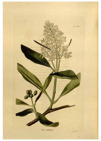 Reproducción/Reproduction 48637361101: The botanical cabinet. London :John & Arthur Arch ...,1817-1833.. 