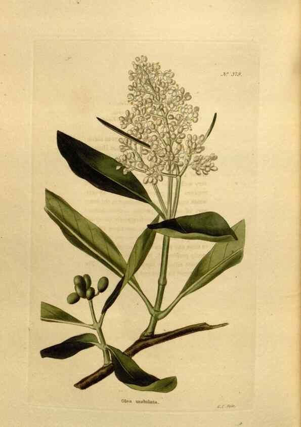 Reproducción/Reproduction 48637361101: The botanical cabinet. London :John & Arthur Arch ...,1817-1833.. 
