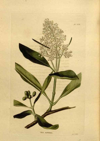 Reproducción/Reproduction 48637361101: The botanical cabinet. London :John & Arthur Arch ...,1817-1833.. 
