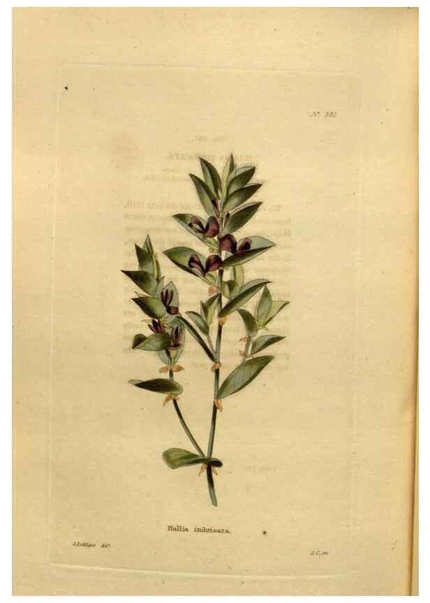 Reproducción/Reproduction 48637503382: The botanical cabinet. London :John & Arthur Arch ...,1817-1833.. 
