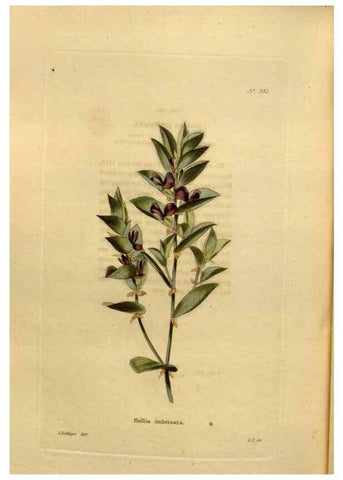 Reproducción/Reproduction 48637503382: The botanical cabinet. London :John & Arthur Arch ...,1817-1833.. 