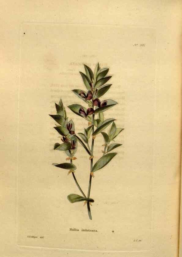 Reproducción/Reproduction 48637503382: The botanical cabinet. London :John & Arthur Arch ...,1817-1833.. 