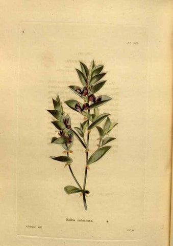 Reproducción/Reproduction 48637503382: The botanical cabinet. London :John & Arthur Arch ...,1817-1833.. 