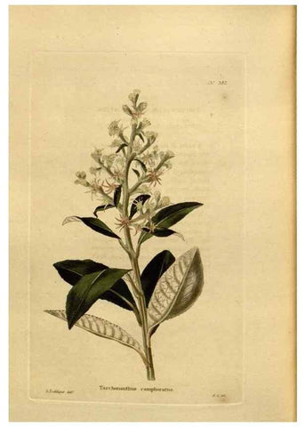 Reproducción/Reproduction 48637503782: The botanical cabinet. London :John & Arthur Arch ...,1817-1833.. 