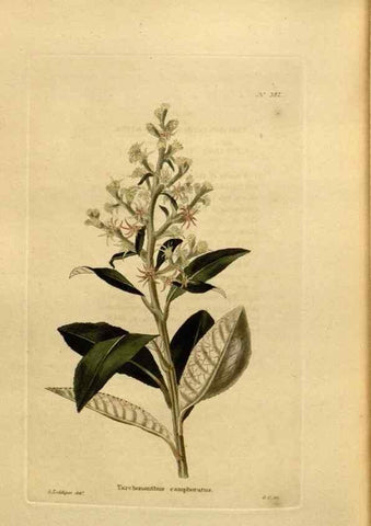 Reproducción/Reproduction 48637503782: The botanical cabinet. London :John & Arthur Arch ...,1817-1833.. 