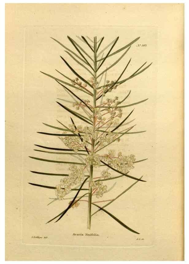 Reproducción/Reproduction 48637504197: The botanical cabinet. London :John & Arthur Arch ...,1817-1833.. 