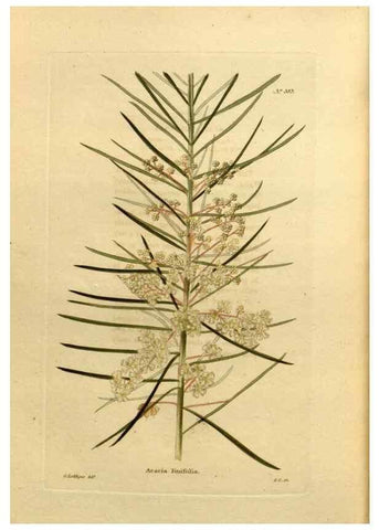 Reproducción/Reproduction 48637504197: The botanical cabinet. London :John & Arthur Arch ...,1817-1833.. 