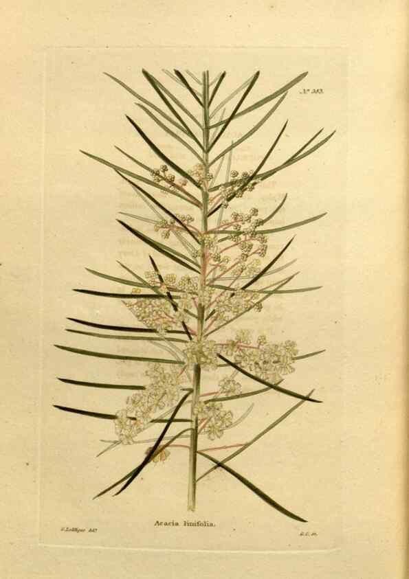 Reproducción/Reproduction 48637504197: The botanical cabinet. London :John & Arthur Arch ...,1817-1833.. 