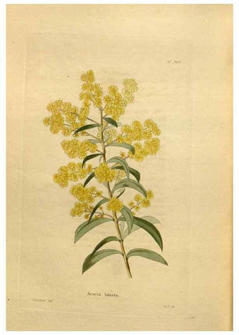 Reproducción/Reproduction 48637363131: The botanical cabinet. London :John & Arthur Arch ...,1817-1833.. 