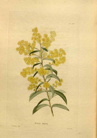 Reproducción/Reproduction 48637363131: The botanical cabinet. London :John & Arthur Arch ...,1817-1833.. 
