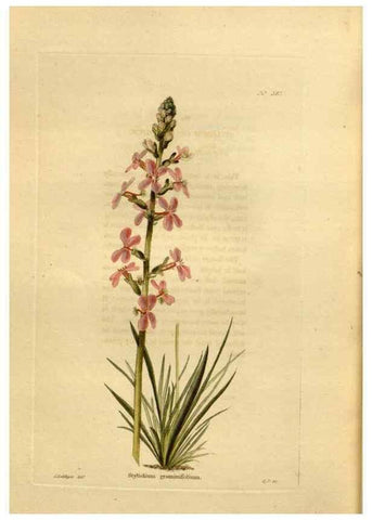 Reproducción/Reproduction 48637011518: The botanical cabinet. London :John & Arthur Arch ...,1817-1833.. 