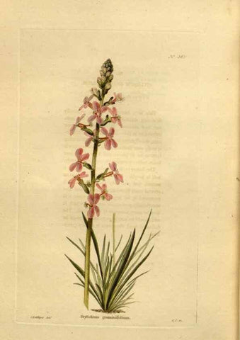 Reproducción/Reproduction 48637011518: The botanical cabinet. London :John & Arthur Arch ...,1817-1833.. 