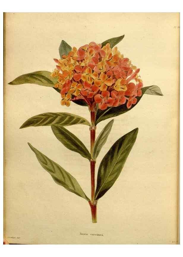 Reproducción/Reproduction 48637363951: The botanical cabinet. London :John & Arthur Arch ...,1817-1833.. 
