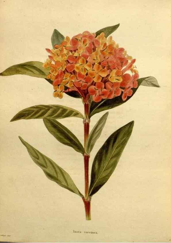 Reproducción/Reproduction 48637363951: The botanical cabinet. London :John & Arthur Arch ...,1817-1833.. 