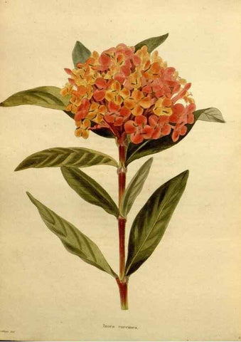 Reproducción/Reproduction 48637363951: The botanical cabinet. London :John & Arthur Arch ...,1817-1833.. 