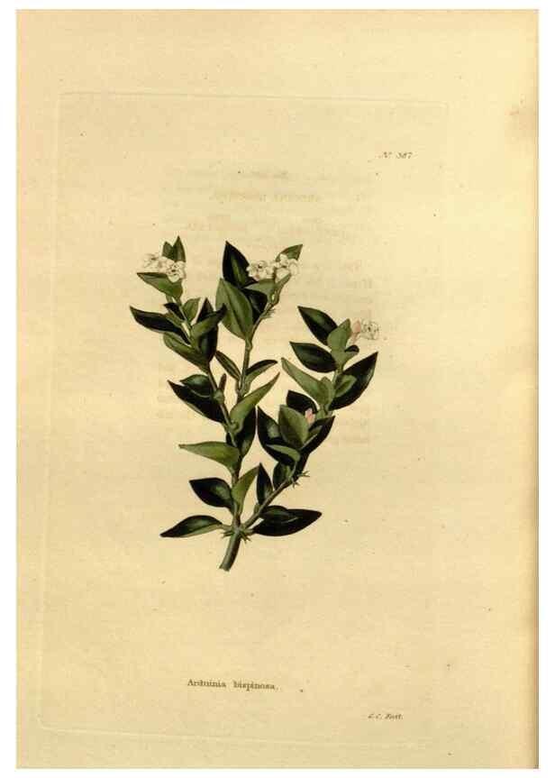 Reproducción/Reproduction 48637012248: The botanical cabinet. London :John & Arthur Arch ...,1817-1833.. 