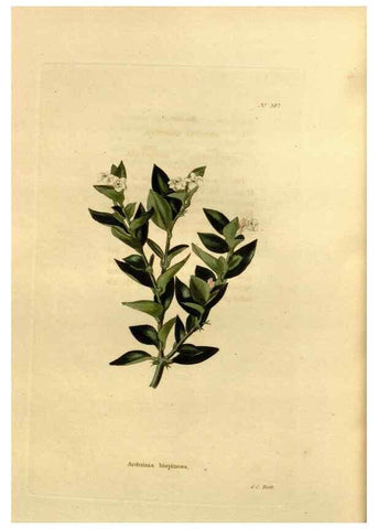Reproducción/Reproduction 48637012248: The botanical cabinet. London :John & Arthur Arch ...,1817-1833.. 