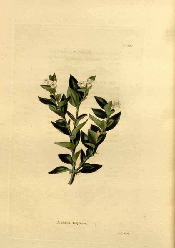 Reproducción/Reproduction 48637012248: The botanical cabinet. London :John & Arthur Arch ...,1817-1833.. 