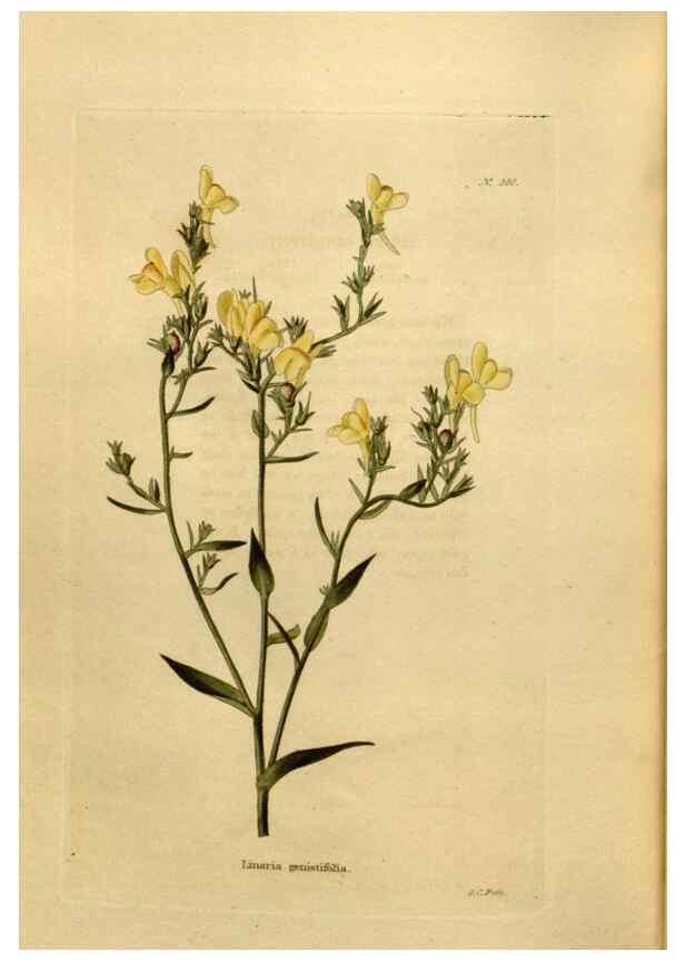 Reproducción/Reproduction 48637361541: The botanical cabinet. London :John & Arthur Arch ...,1817-1833.. 