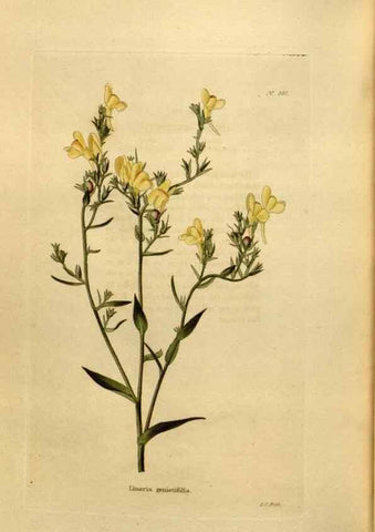 Reproducción/Reproduction 48637361541: The botanical cabinet. London :John & Arthur Arch ...,1817-1833.. 