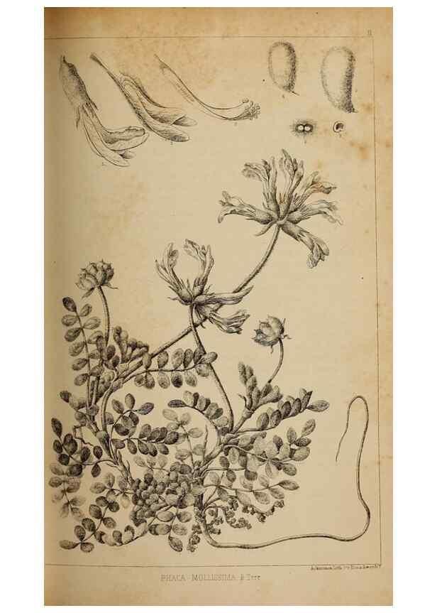 Reproducción/Reproduction 48636574652: Exploration and survey of the valley of the Great Salt Lake of Utah, including a reconnoissance of a new route through the Rocky Mountains.. Philadelphia :Lippincott, Grambo & Co.,1852.. 