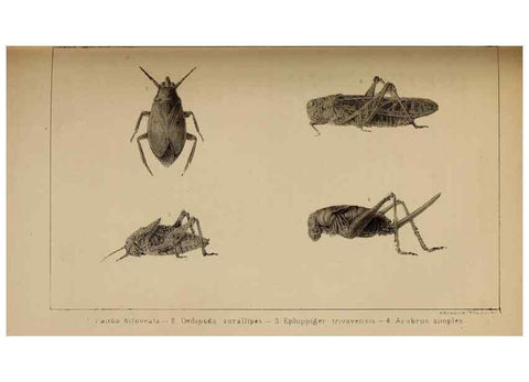 Reproducción/Reproduction 48636073588: Exploration and survey of the valley of the Great Salt Lake of Utah, including a reconnoissance of a new route through the Rocky Mountains.. Philadelphia :Lippincott, Grambo & Co.,1852.. 
