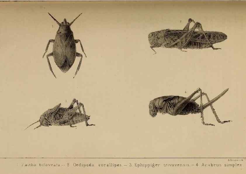 Reproducción/Reproduction 48636073588: Exploration and survey of the valley of the Great Salt Lake of Utah, including a reconnoissance of a new route through the Rocky Mountains.. Philadelphia :Lippincott, Grambo & Co.,1852.. 