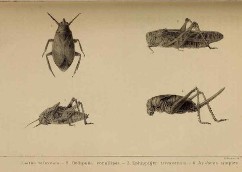 Reproducción/Reproduction 48636073588: Exploration and survey of the valley of the Great Salt Lake of Utah, including a reconnoissance of a new route through the Rocky Mountains.. Philadelphia :Lippincott, Grambo & Co.,1852.. 