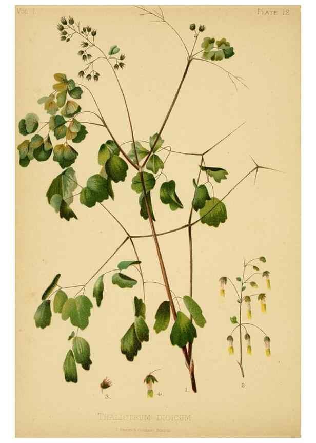 Reproducción/Reproduction 48630970511: The native flowers and ferns of the United States in their botanical, horticultural and popular aspects /. Boston :L. Prang and Co.,1879.. 