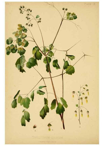Reproducción/Reproduction 48630970511: The native flowers and ferns of the United States in their botanical, horticultural and popular aspects /. Boston :L. Prang and Co.,1879.. 