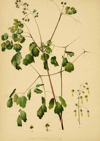 Reproducción/Reproduction 48630970511: The native flowers and ferns of the United States in their botanical, horticultural and popular aspects /. Boston :L. Prang and Co.,1879.. 