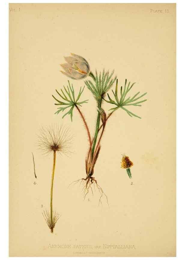 Reproducción/Reproduction 48630614528: The native flowers and ferns of the United States in their botanical, horticultural and popular aspects /. Boston :L. Prang and Co.,1879.. 