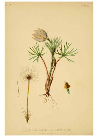 Reproducción/Reproduction 48630614528: The native flowers and ferns of the United States in their botanical, horticultural and popular aspects /. Boston :L. Prang and Co.,1879.. 