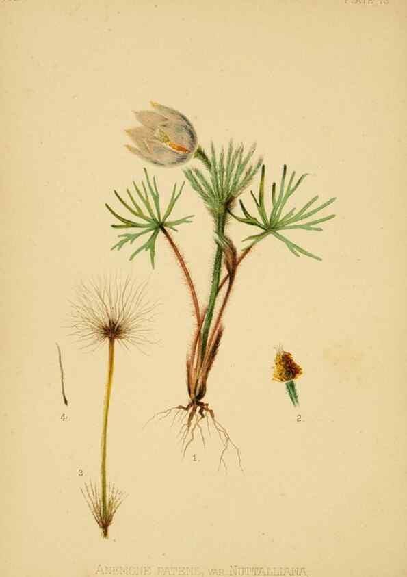 Reproducción/Reproduction 48630614528: The native flowers and ferns of the United States in their botanical, horticultural and popular aspects /. Boston :L. Prang and Co.,1879.. 
