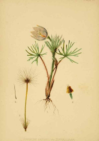 Reproducción/Reproduction 48630614528: The native flowers and ferns of the United States in their botanical, horticultural and popular aspects /. Boston :L. Prang and Co.,1879.. 