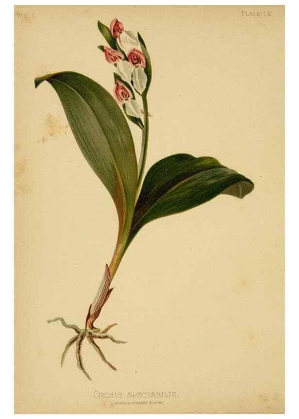 Reproducción/Reproduction 48630971116: The native flowers and ferns of the United States in their botanical, horticultural and popular aspects /. Boston :L. Prang and Co.,1879.. 