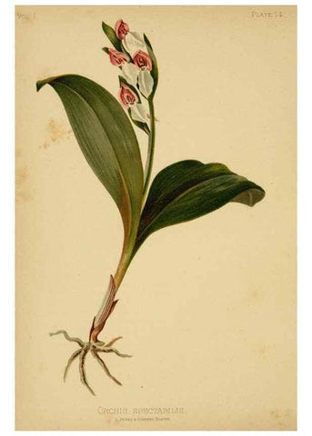 Reproducción/Reproduction 48630971116: The native flowers and ferns of the United States in their botanical, horticultural and popular aspects /. Boston :L. Prang and Co.,1879.. 