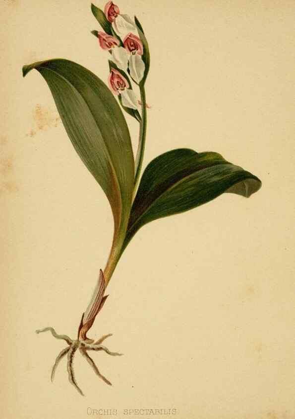Reproducción/Reproduction 48630971116: The native flowers and ferns of the United States in their botanical, horticultural and popular aspects /. Boston :L. Prang and Co.,1879.. 