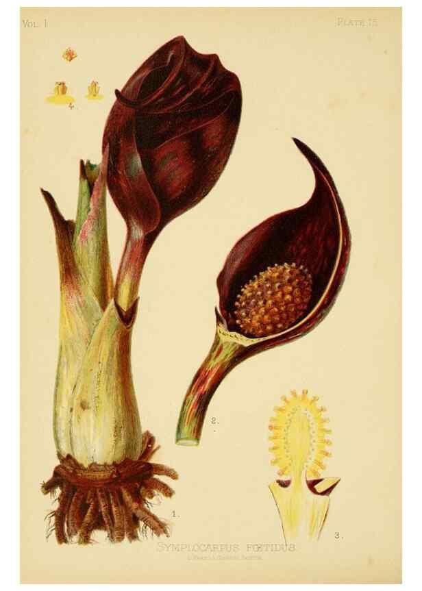 Reproducción/Reproduction 48631119002: The native flowers and ferns of the United States in their botanical, horticultural and popular aspects /. Boston :L. Prang and Co.,1879.. 