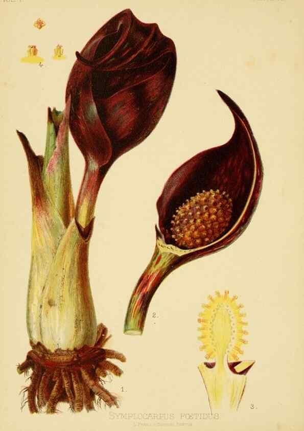 Reproducción/Reproduction 48631119002: The native flowers and ferns of the United States in their botanical, horticultural and popular aspects /. Boston :L. Prang and Co.,1879.. 