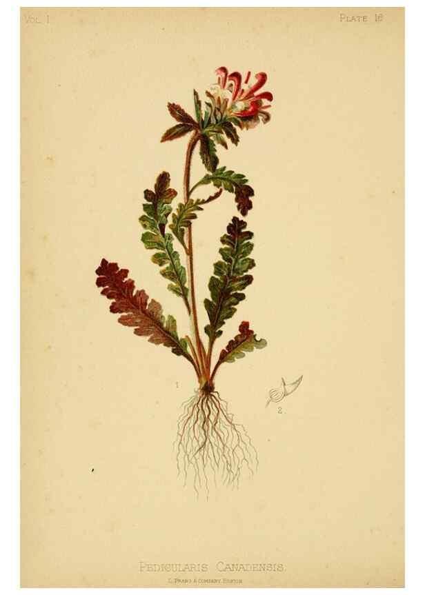 Reproducción/Reproduction 48631119442: The native flowers and ferns of the United States in their botanical, horticultural and popular aspects /. Boston :L. Prang and Co.,1879.. 