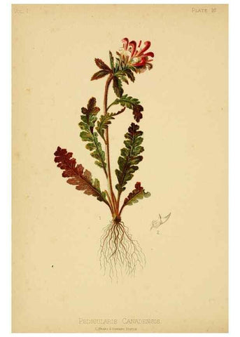 Reproducción/Reproduction 48631119442: The native flowers and ferns of the United States in their botanical, horticultural and popular aspects /. Boston :L. Prang and Co.,1879.. 