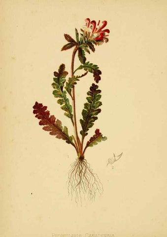 Reproducción/Reproduction 48631119442: The native flowers and ferns of the United States in their botanical, horticultural and popular aspects /. Boston :L. Prang and Co.,1879.. 