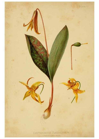 Reproducción/Reproduction 48630972226: The native flowers and ferns of the United States in their botanical, horticultural and popular aspects /. Boston :L. Prang and Co.,1879.. 