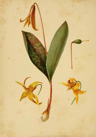 Reproducción/Reproduction 48630972226: The native flowers and ferns of the United States in their botanical, horticultural and popular aspects /. Boston :L. Prang and Co.,1879.. 