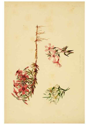 Reproducción/Reproduction 48630616358: The native flowers and ferns of the United States in their botanical, horticultural and popular aspects /. Boston :L. Prang and Co.,1879.. 