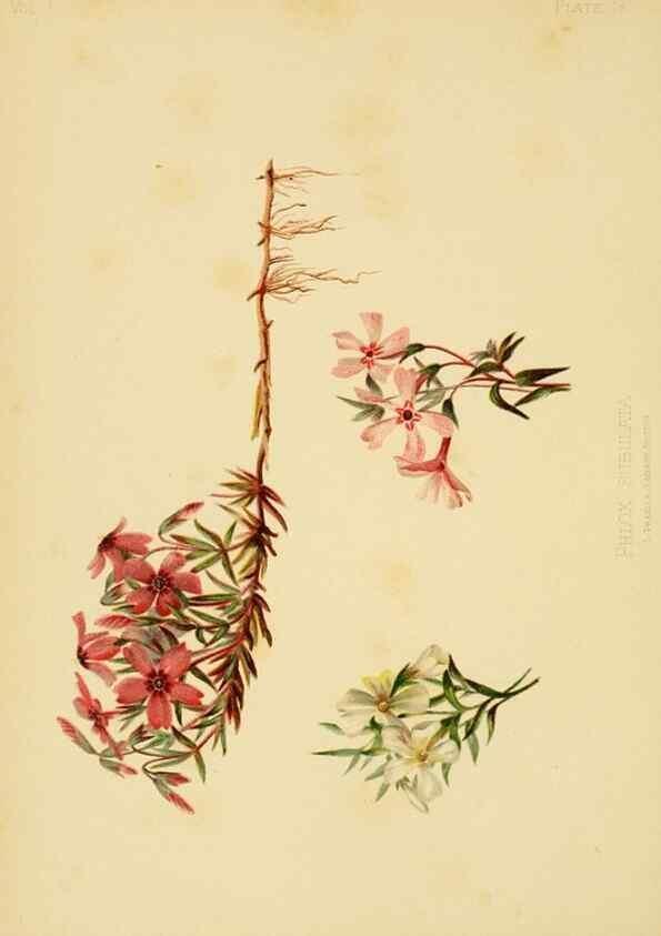 Reproducción/Reproduction 48630616358: The native flowers and ferns of the United States in their botanical, horticultural and popular aspects /. Boston :L. Prang and Co.,1879.. 