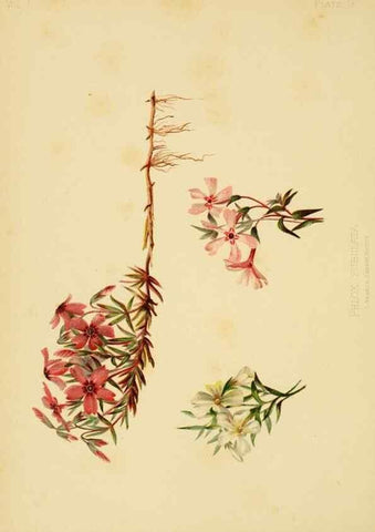 Reproducción/Reproduction 48630616358: The native flowers and ferns of the United States in their botanical, horticultural and popular aspects /. Boston :L. Prang and Co.,1879.. 